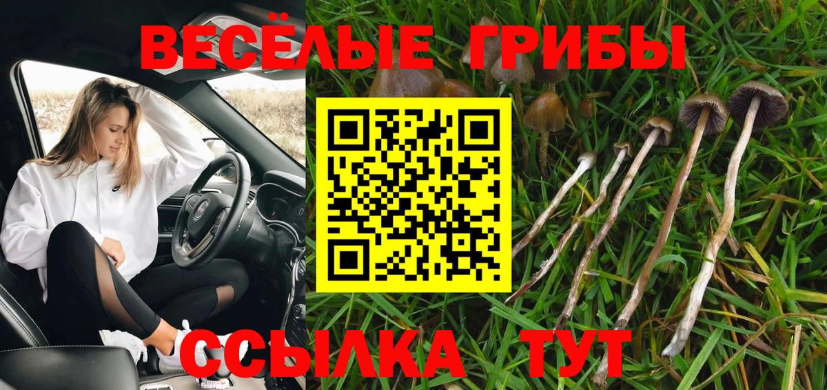 Псилоцибиновые грибы Cubensis Салехард